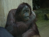 Orangutan 1